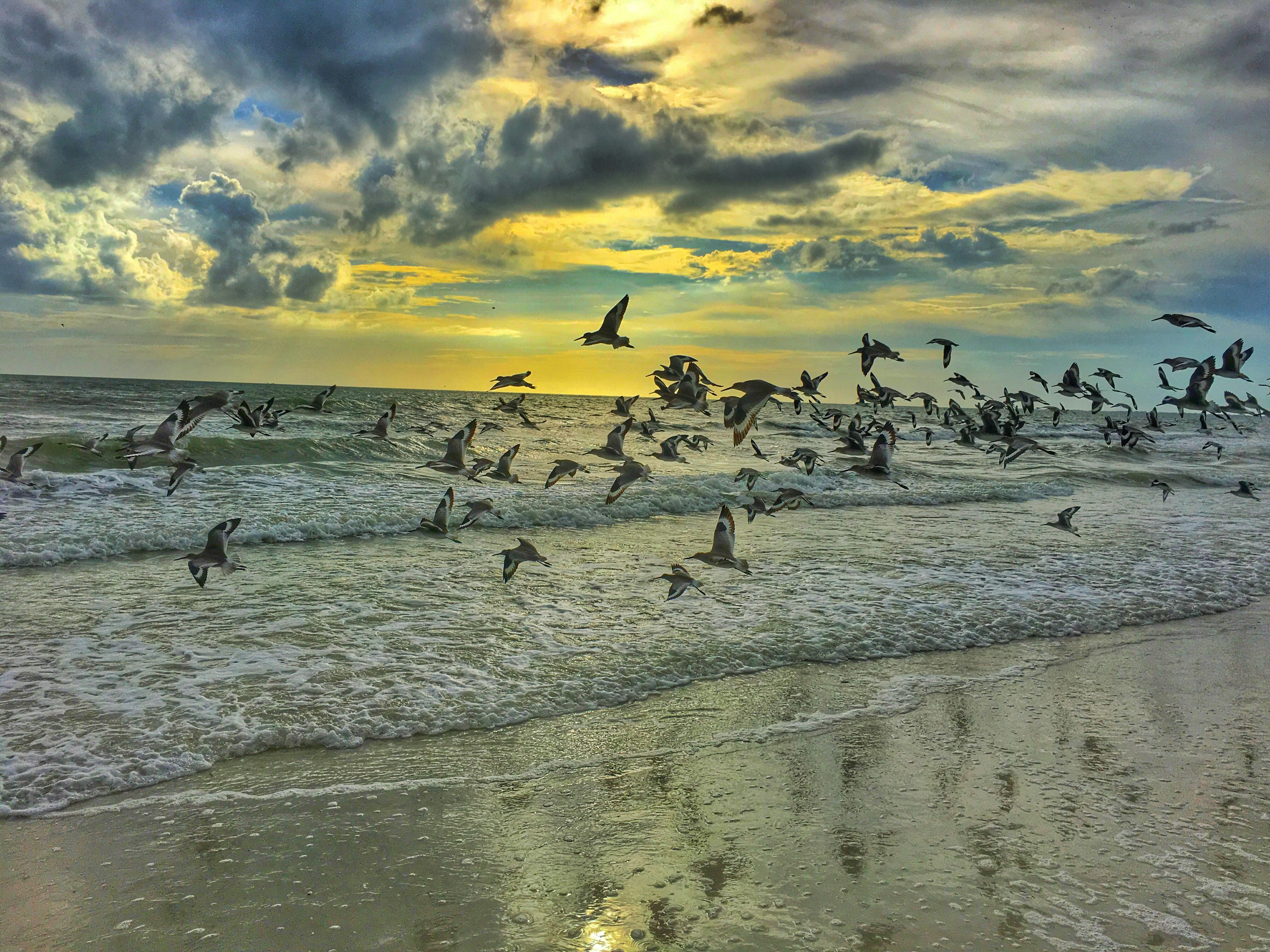 pigeons flying on seashore